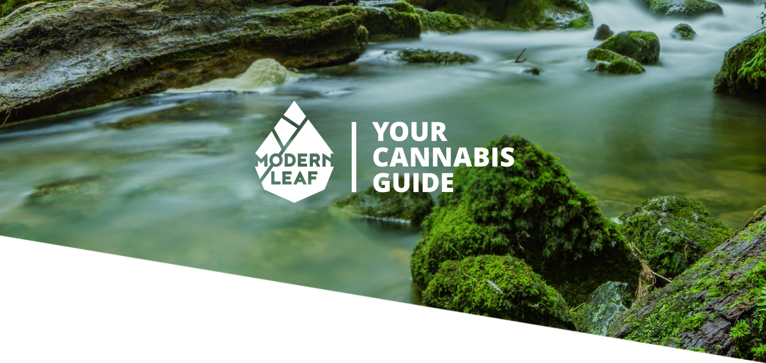 Leverage education to build a cannabis brand